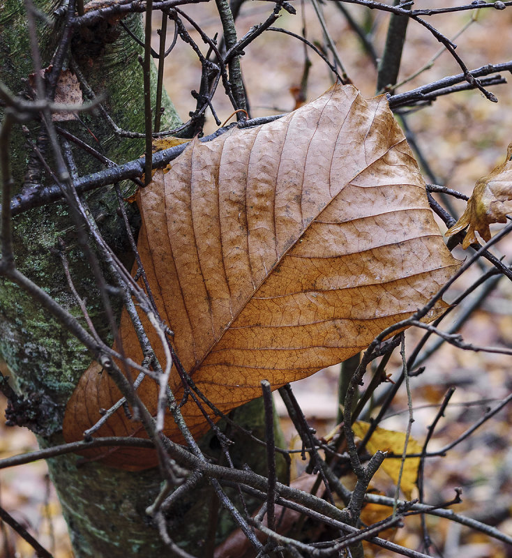 Trapped Leaf