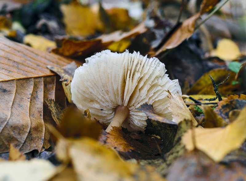 Fallen fungus