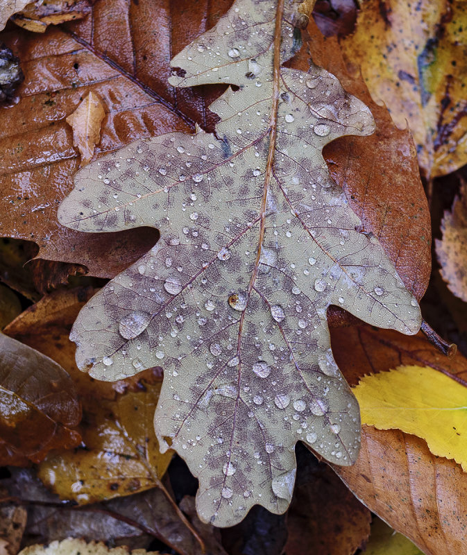 Raindrops on Autumn Leaf