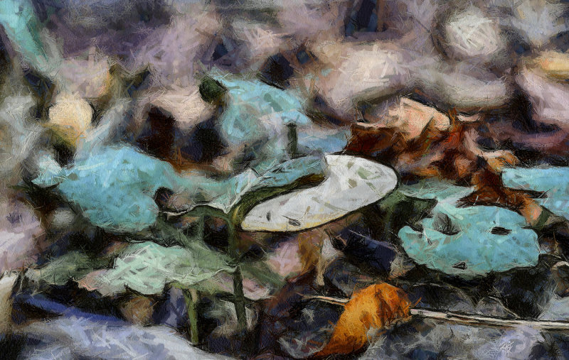 Fungus with effects