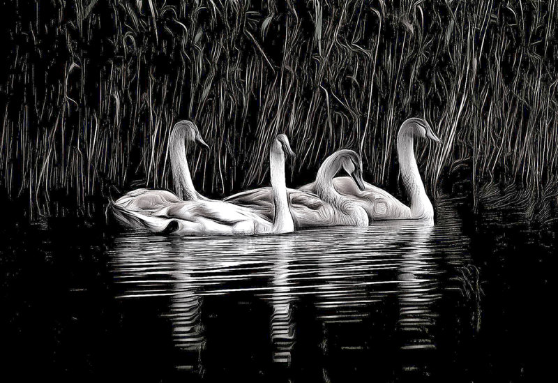 Cygnets with Effects