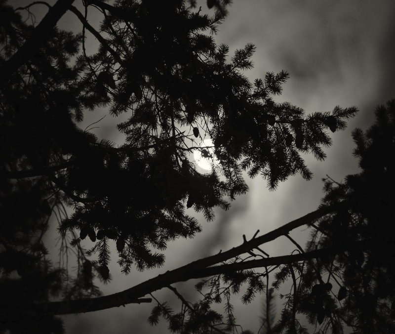 The moon through the Trees