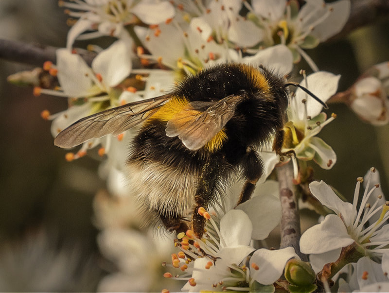 Early Bumble Bee.jpg