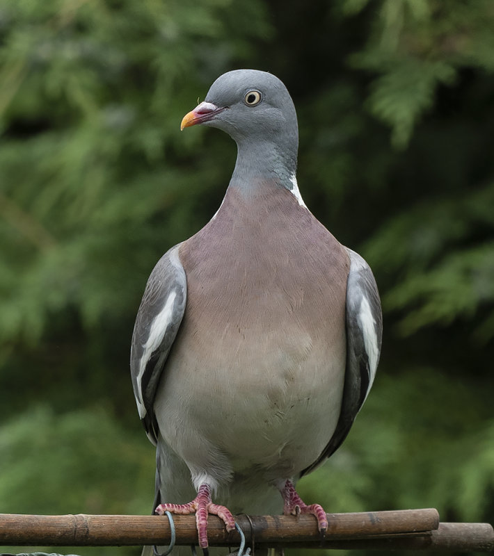 One of my friends.  A Wood Pigeon.jpg