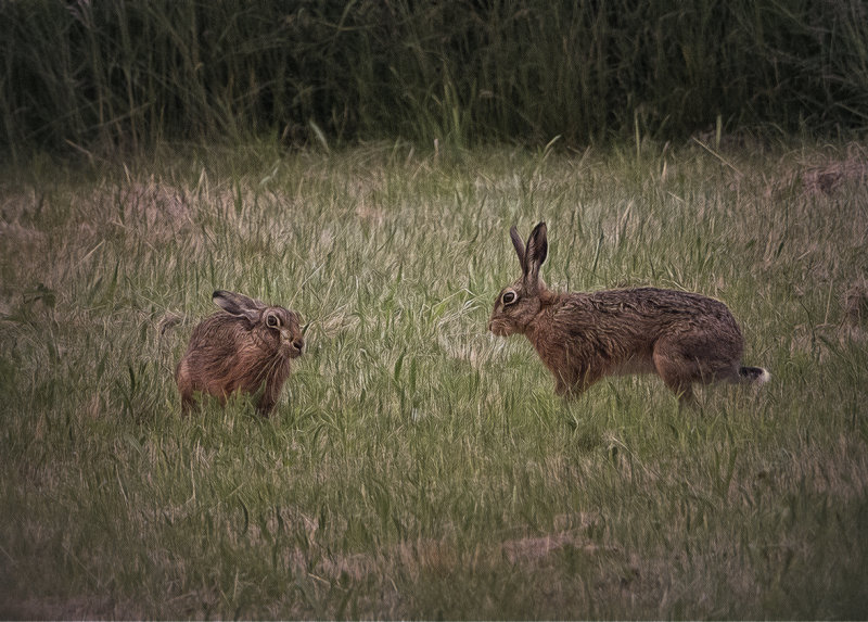 two hares.jpg