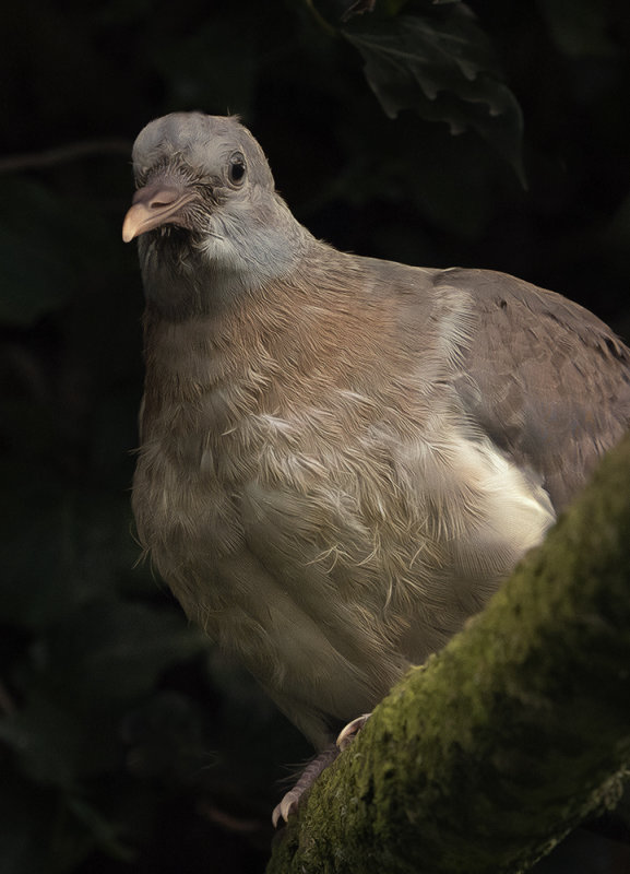 young pigeon.jpg