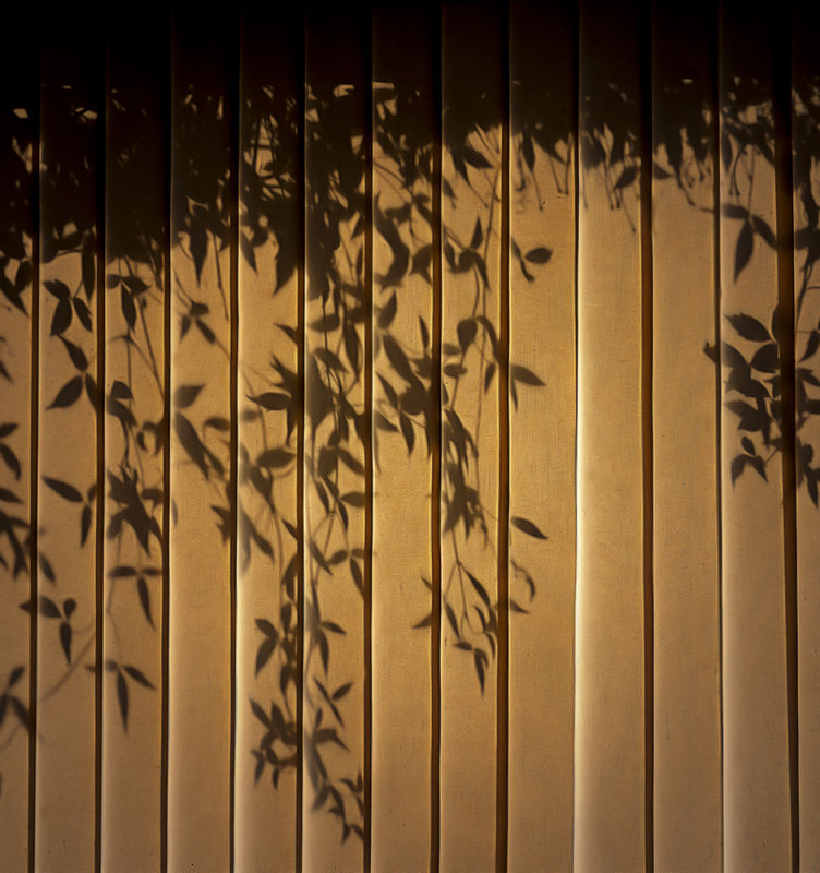 a shadow of clematis on blind.jpg
