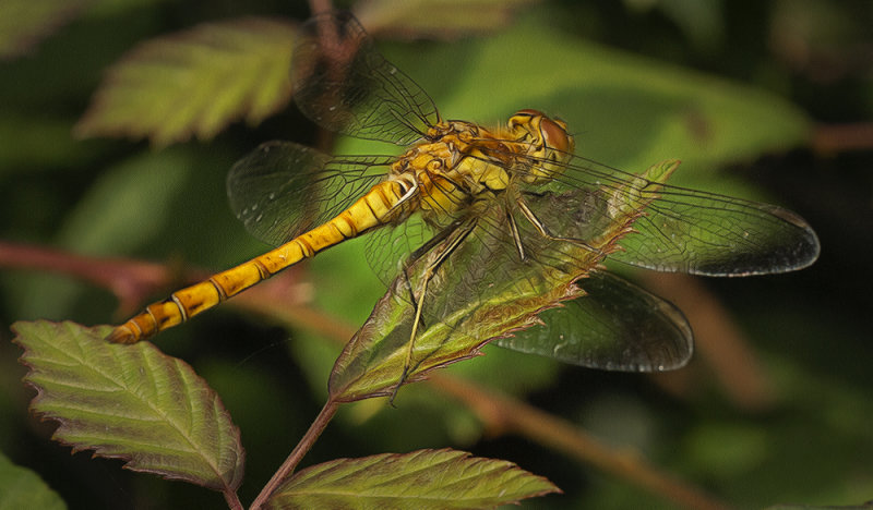 a dragongfly.jpg