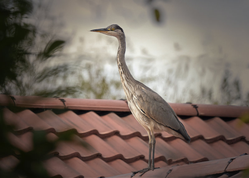 a heron on roof.jpg