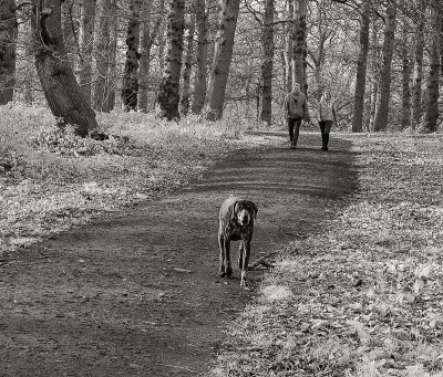 The dog in the Forest