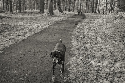 The dog in the Forest