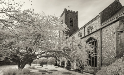 Infrared Blossom