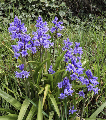 Bluebells