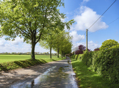 Country Lane