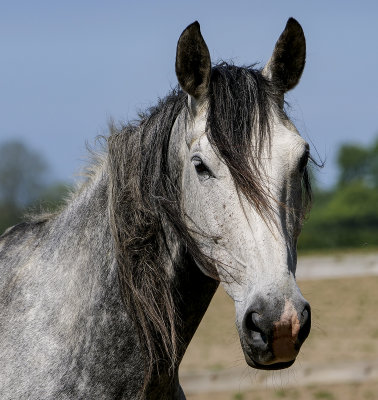 Lovely Horse