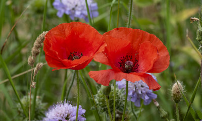 Poppies