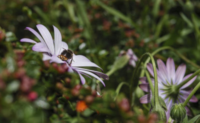 Bumble