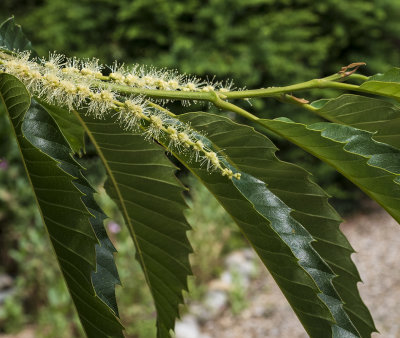 Chestnut Tree