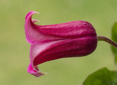 Clematis 