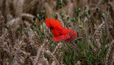 Poppies