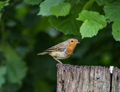 Robin