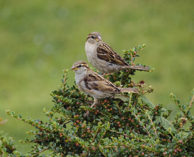 Sparrows