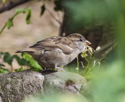 Sparrow