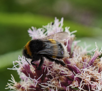 Bumble Bee