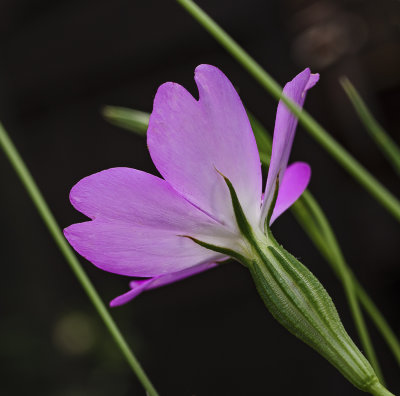 Wild Flower