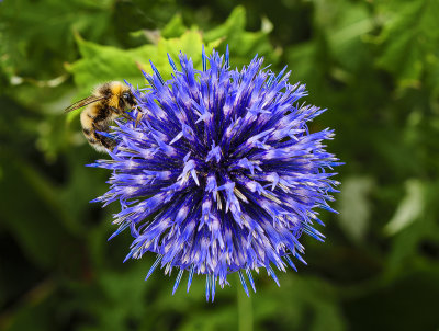 Busy Bee