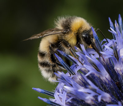 Bumble Bee