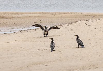 Cormorant 