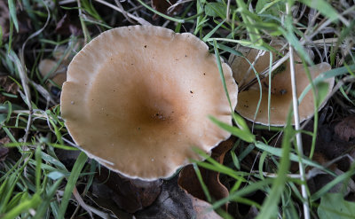 fungus