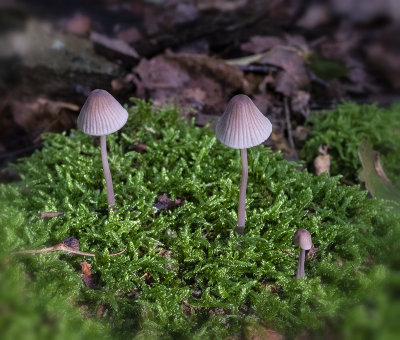 fungus