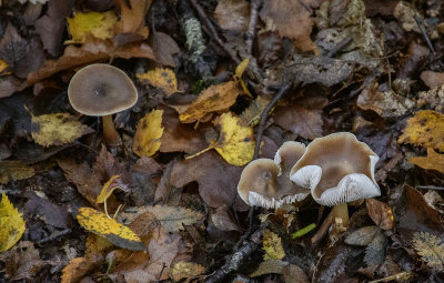 Fungus