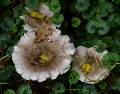 Fungus
