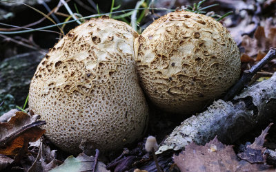 fungus