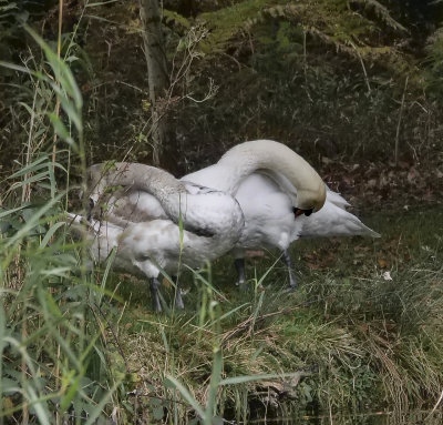 Mum & Cygnet