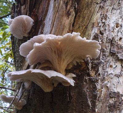 Fungus on Tree Trunk