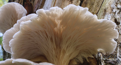 Fungus from Below