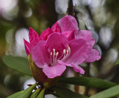 autumn bloom