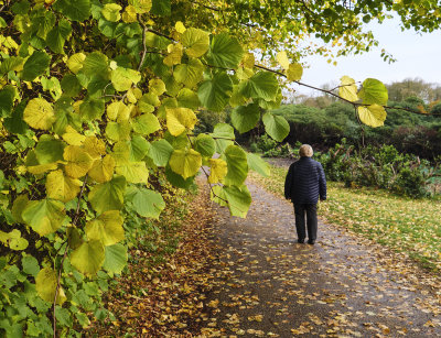 Autumn Walk
