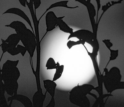 Moon through trees