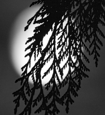 Moon through trees