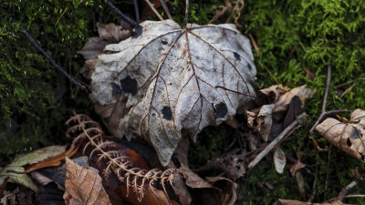 Old Leaf