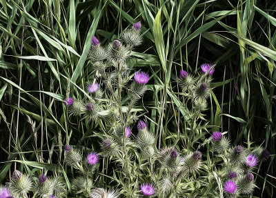 Thistles