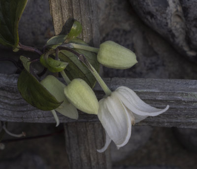 Winter flowering Clematis