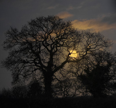 Moon through trees