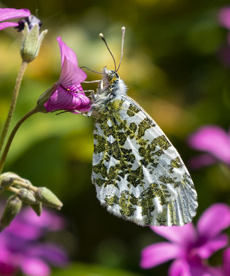 P1034479crop.jpg
