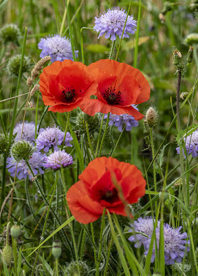 Poppies among Corn Flowers.jpg